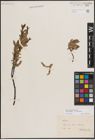 Foto von Salix foetida Schleich. ex DC. x Salix helvetica Vill.